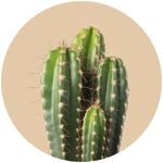 Semillas de cactáceas y suculentas