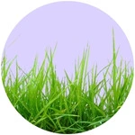 Semillas de Pasto