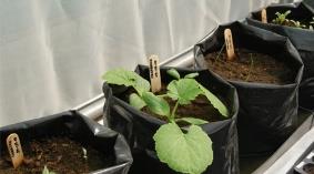 Bolsas para vivero en el cultivo Imagen referencial