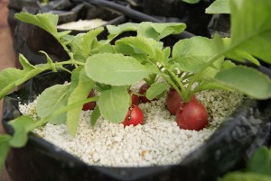 Bolsas para vivero en el cultivo, cultivo de rabano