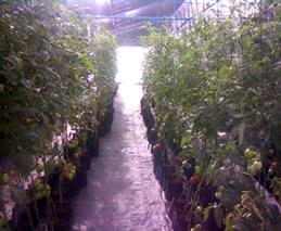 Bolsas para vivero en el cultivo hidropónico