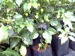 Bolsas para vivero en el cultivo ventajas