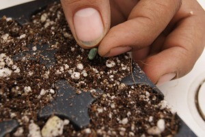 Bolsas para vivero en el cultivo, siembra de semilla