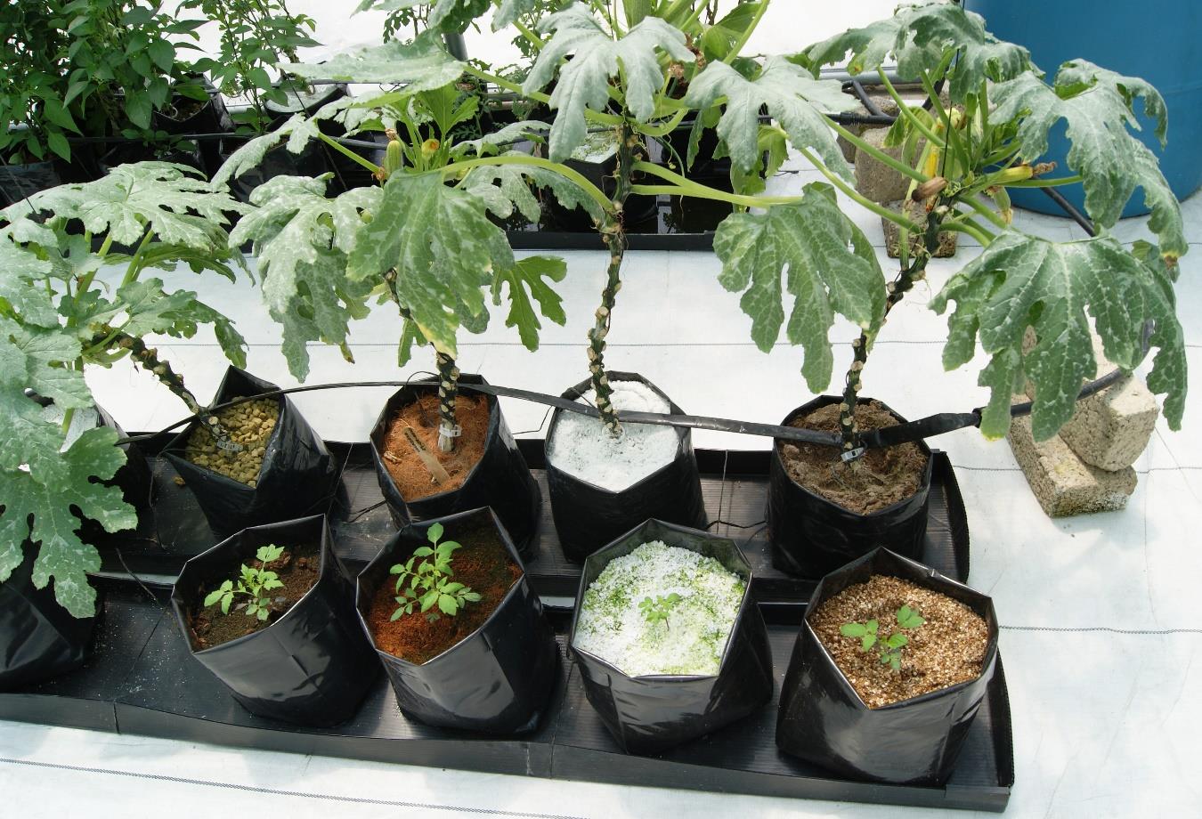 Bolsas para vivero en el cultivo hidropónico: Uso práctico