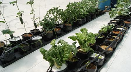 Bolsas para vivero en el cultivo, bolsas agrícolas en hidroponía 