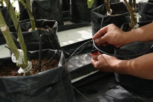 Cultivo en hidroponía en sustrato con riego por goteo
