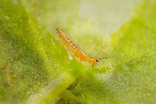 Trips plaga común en Bolsas para vivero en el cultivo
