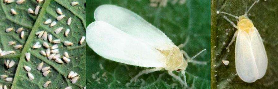 Mosca blanca plaga en cultivo de limón