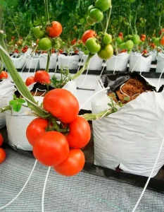 Cultivo de jitomate con riego localizado