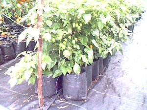 Bolsas para vivero en el cultivo intensivo