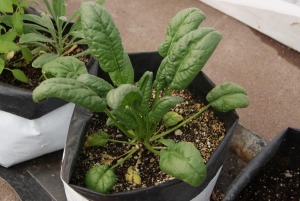 Bolsas para vivero en el cultivo Imagen ilustrativa