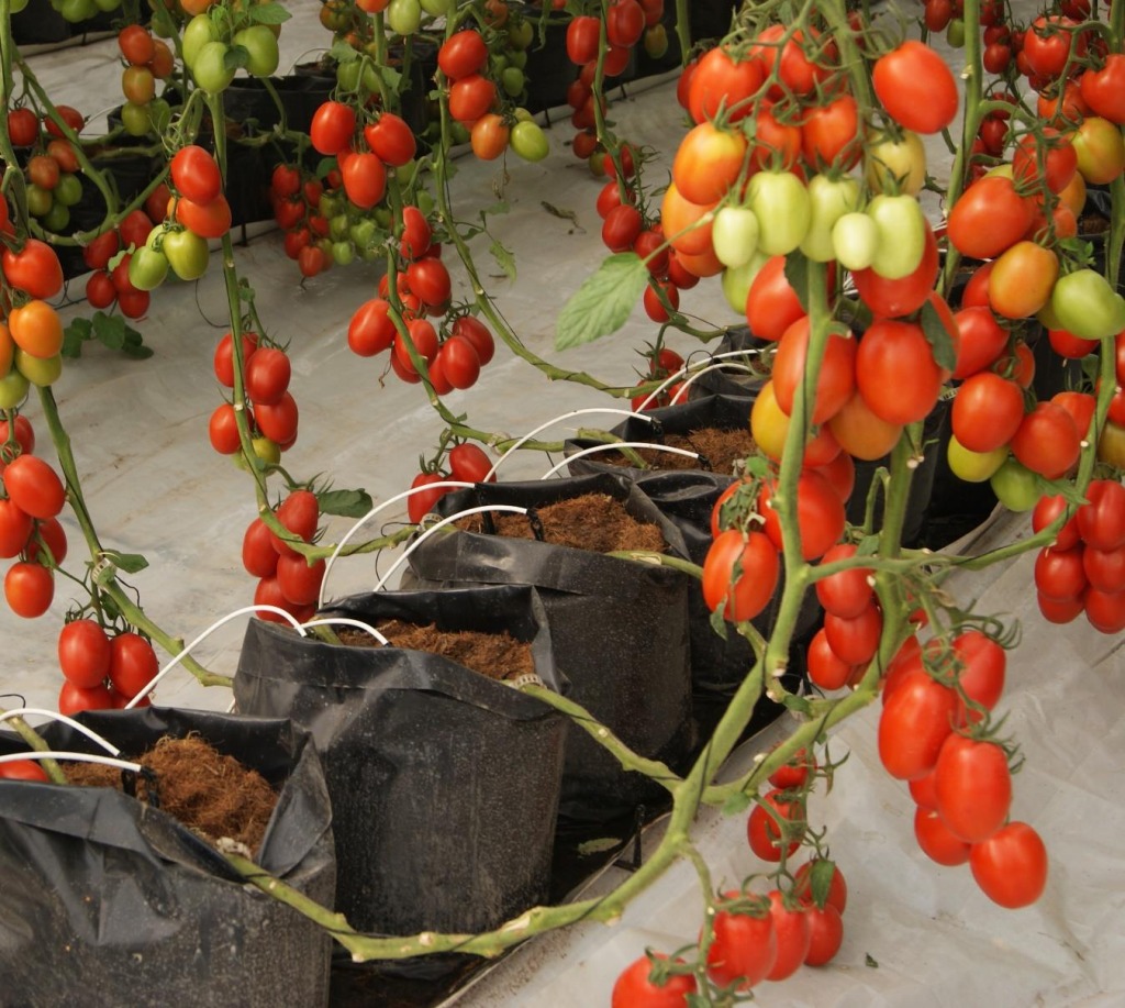 Bolsas para vivero en el cultivo, bolsas negras bolsa para plantas de 35 por 35 centimetros bolsa tomatera bolsa para invernadero negra