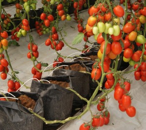 Bolsas para vivero en el cultivo, bolsas negras