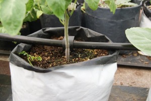 Bolsas para vivero en el cultivo bolsa bicolor