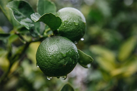 cultivo de limón