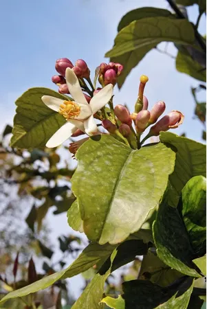 Flor del cultivo de limón