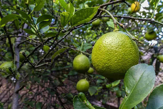 Frutos en el cultivo de limón