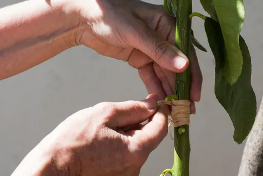 Siembra por injerto en el cultivo de limón