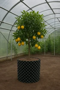 Fruto del limon
