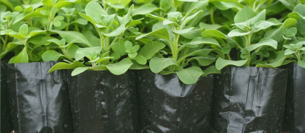 bolsa para vivero de 30 x 30 centimetros con fuelle para invernadero uso práctico