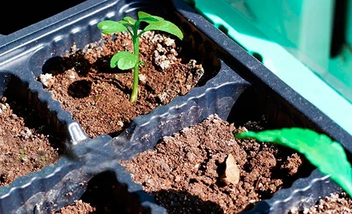 brotes de cultivo de limón germinación en charolas