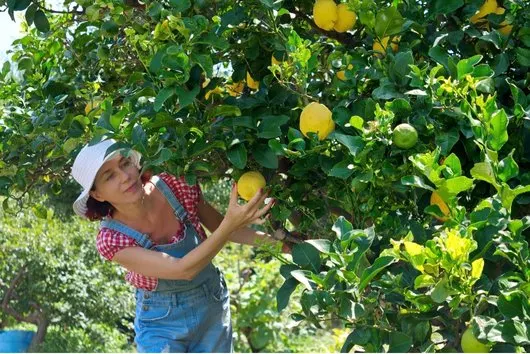 Recolección y cosecha en el cultivo de limón