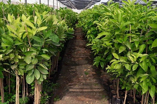 cultivo de limón, cultivo intensivo en vivero 