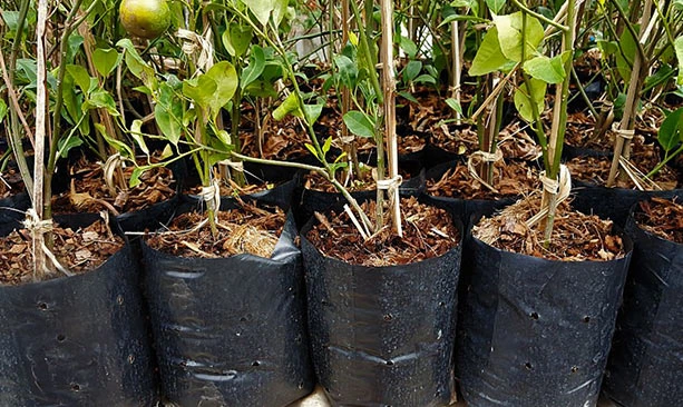 cultivo de limón en bolsas hidropónicas 