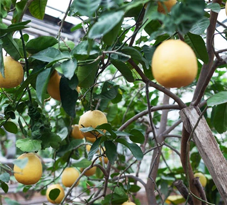 cultivo de limón frutos 