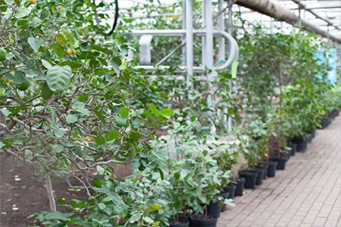 cultivo de limón intensivo 