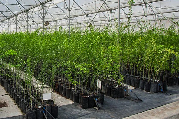 cultivo de limón en invernadero intensivo 
