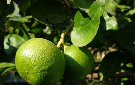 Fertilizantes para Engorde de Frutos y Hortalizas: Guía práctica