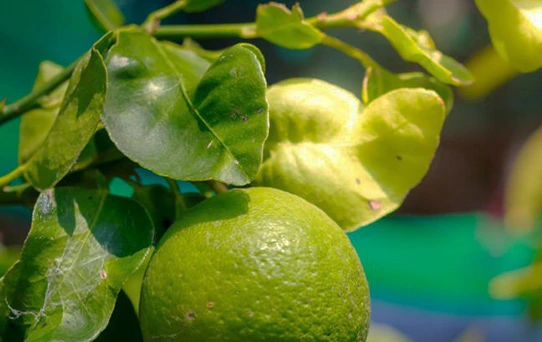 fruto y hoja del cultivo de limón