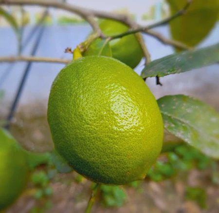 Cultivo de limón en suelo, hidroponía e invernadero: Guía efectiva.