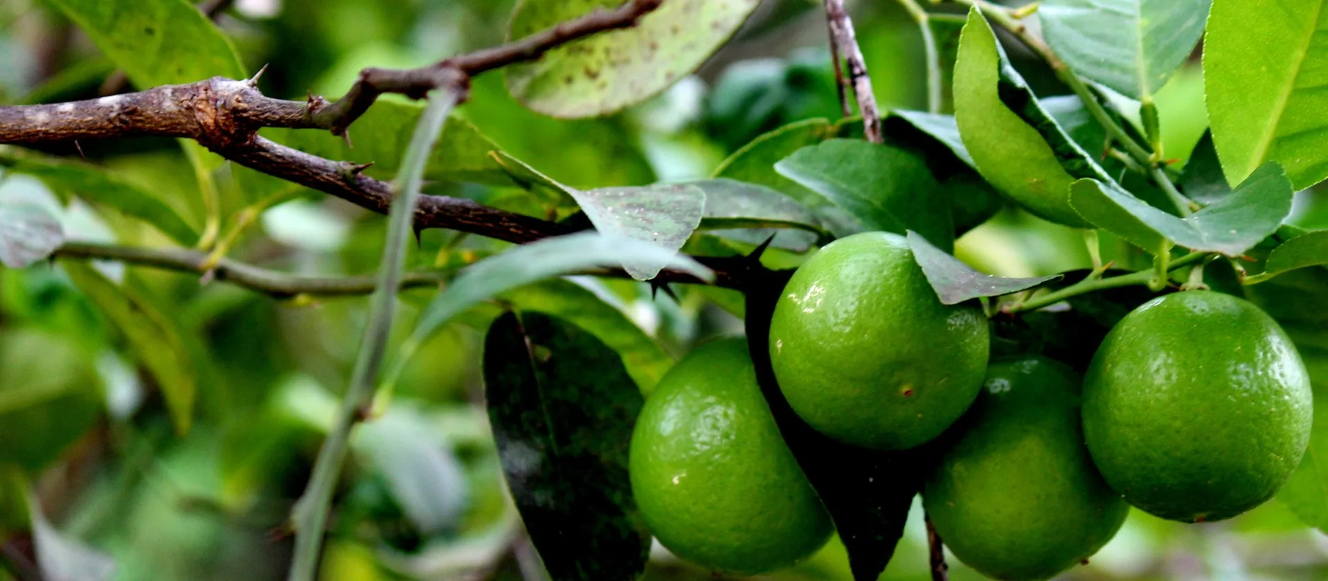 Cultivo de limón por Hidroponía
