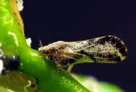 Psílido asiático de los cítricos