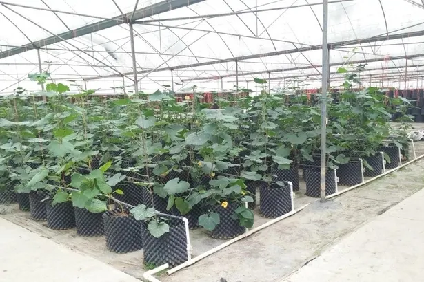 cultivo de pepino en Maceta de poda de aire air growers de 21 litros