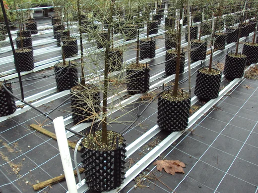 Maceta para Árboles de 50 lts maceta para limón y manzano