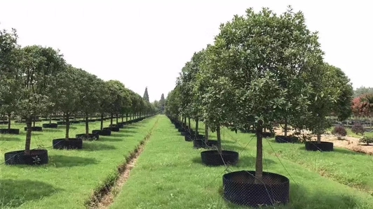 Maceta para aguacate para arboles grandes macetones cinturones agrícolas