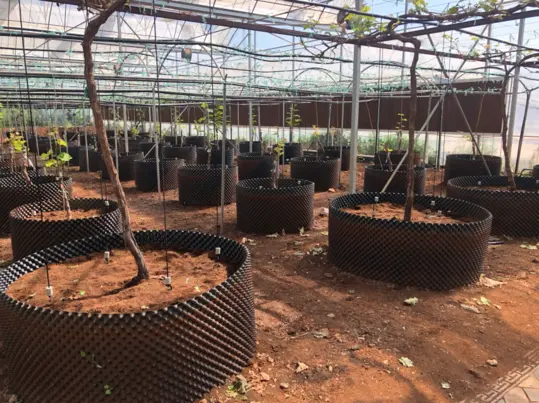 Maceta para aguacate y arboles grandes 