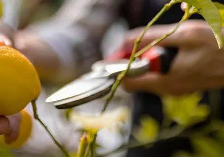 Poda para cultivo de limón