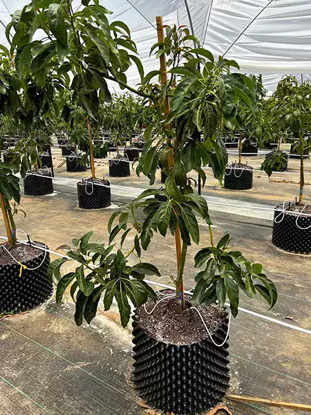 Maceta para árboles frutales Air Grower produccion en invernadero en air growers por hidroponia