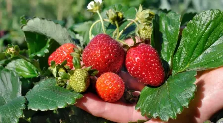 fresas sobre de 20 sem 