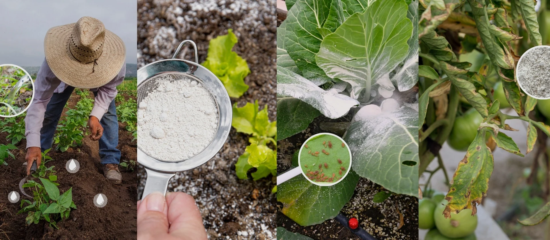 Tierra de diatomeas: Propiedades, Beneficios y Formas de Uso.