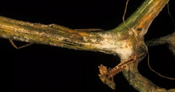 Fusarium Hongo que afecta cultivos