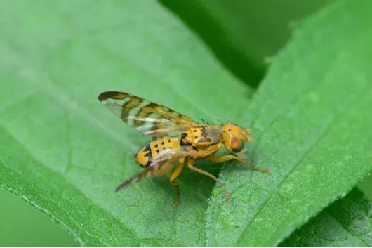 Mosca de la fruta 