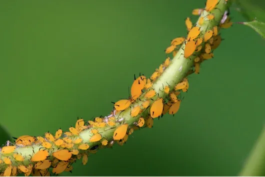 Pulgón amarillo 