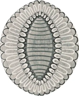 Diatomea imagen ilustrativa 
