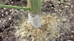 Interferencia en movilidad de insectos rastreros, Tierra de diatomeas
