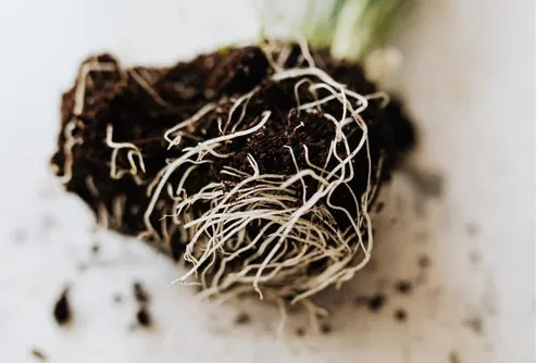 Enraizador para plantas: Aplicaciones y beneficios.